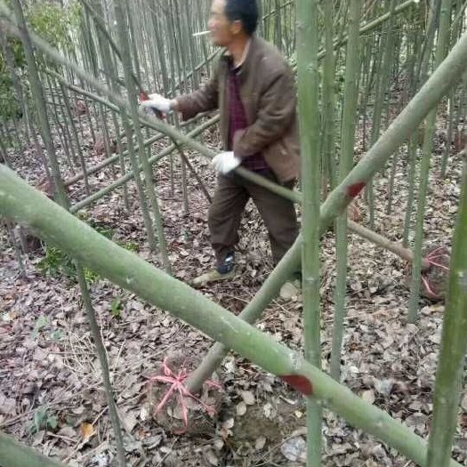咸宁 精品香樟树苗基地自产直销3-5公分