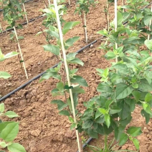 东莞市爬藤架 百香果，丝瓜冬架杆定植杆瓜架爬藤植物支撑架扶苗杆