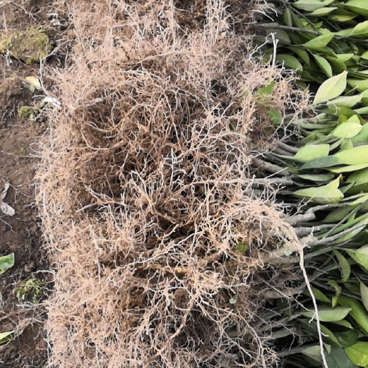 永兴县冰糖橙树苗  锦蜜苗 抗病性强免费提供种植技术包邮 假一赔十