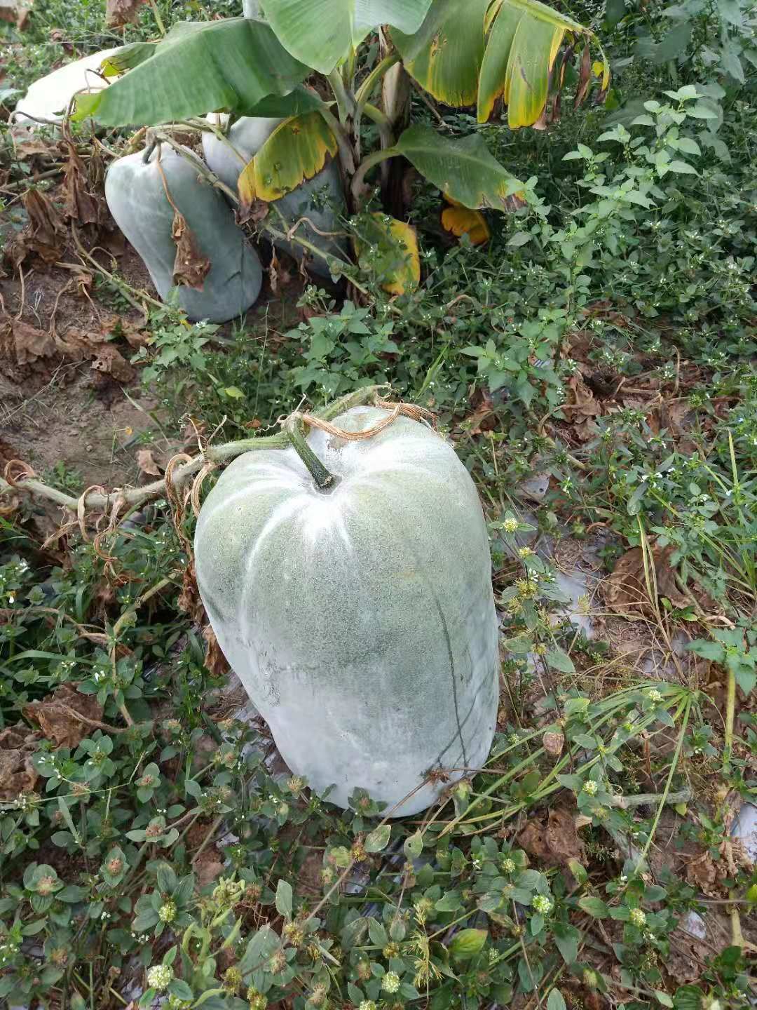 白皮冬瓜 混装通货 地冬瓜