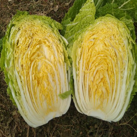 新野县黄心大白菜  精品小黄心白菜