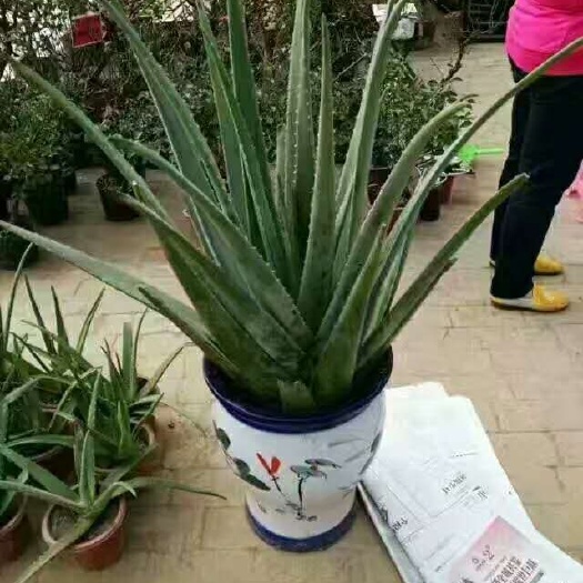 周口 库拉索芦荟  仙人掌