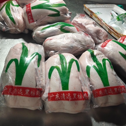 佛山乌鬃鹅  正宗清远黑棕鹅