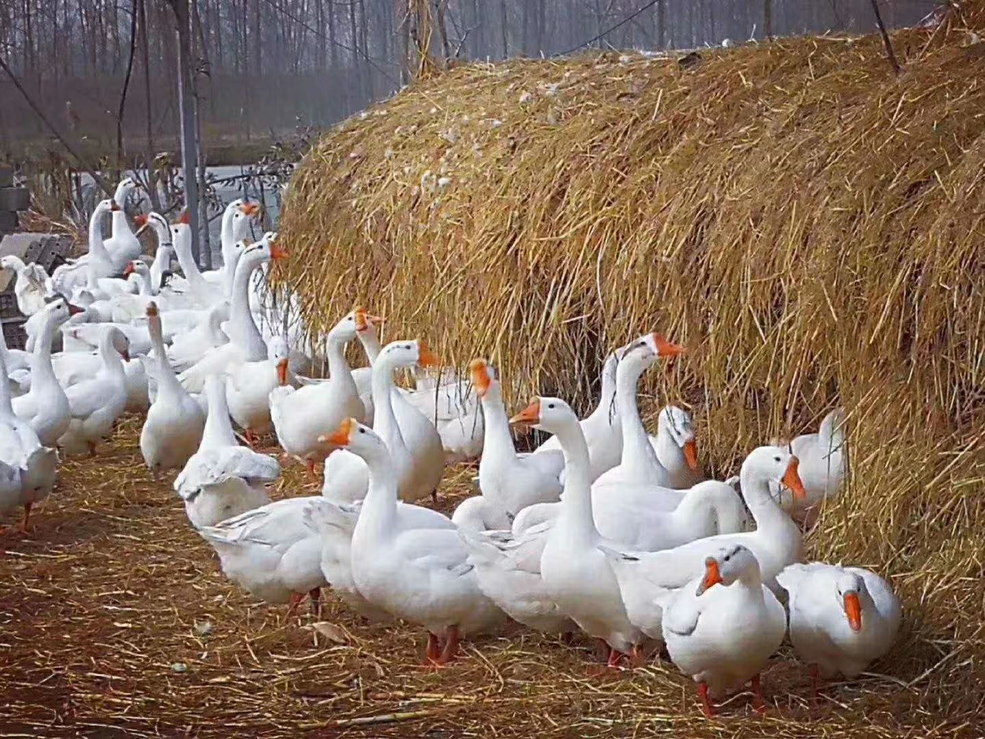  散养大三花鹅鹅蛋，天然无公害