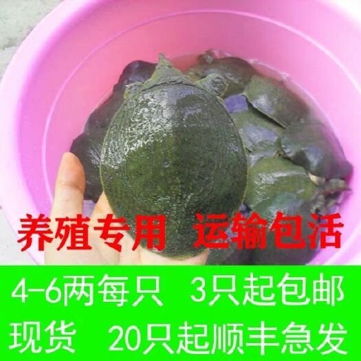 海盐县甲鱼苗  4-6两外塘专用放养甲鱼包邮运到。放心购买