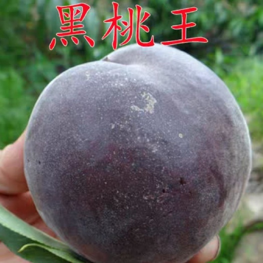平邑县黑油皇后桃树苗 口感好产量高基地直销