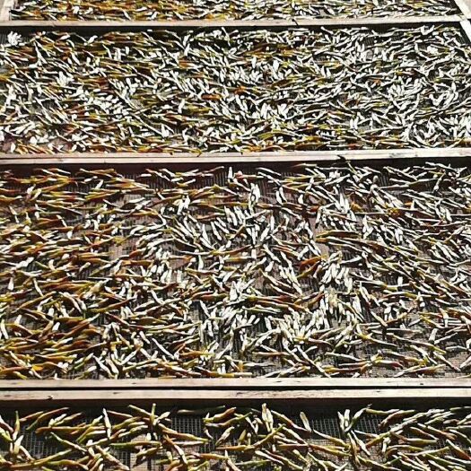 海丰县虎噉黄花菜 深山绿色产品，国家地理位置产品含多种人必须的矿物质，口感甘甜