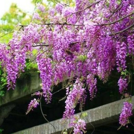 平邑县 紫藤树苗盆栽多花攀缘花卉爬藤植物四季开花庭院阳台紫藤萝