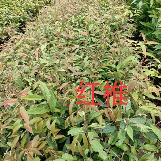 广州红椎树苗 红椎苗大量供应40～80公分高