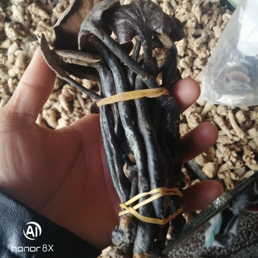龙陵县 竹灵芝