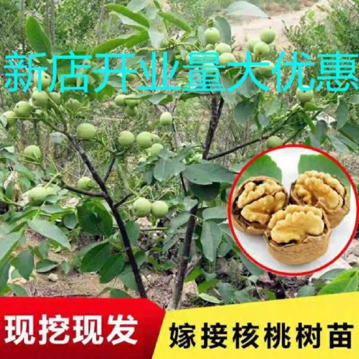 平邑县麻核桃树苗 核桃树苗嫁接苗南方北方种植薄皮地栽盆栽当年结果。