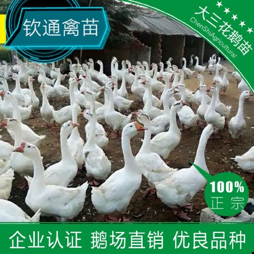 广州 鹅苗  大三花鹅苗