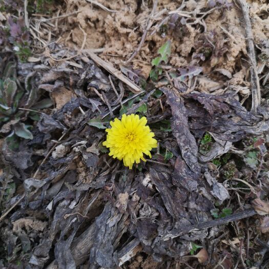 伊川县 菊花