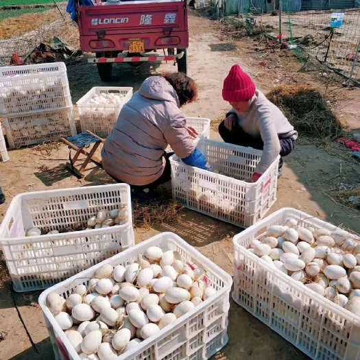 邳州市种鹅蛋 正宗散养大三花鹅种蛋，受精率有保证，纯粮食喂养