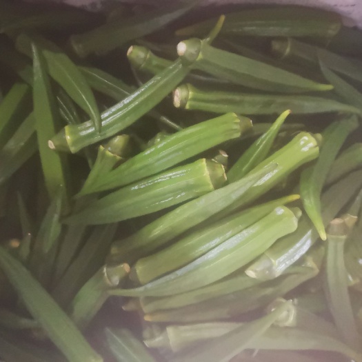 深圳 黄秋葵