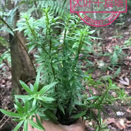 龙陵县红千层 大叶千层塔