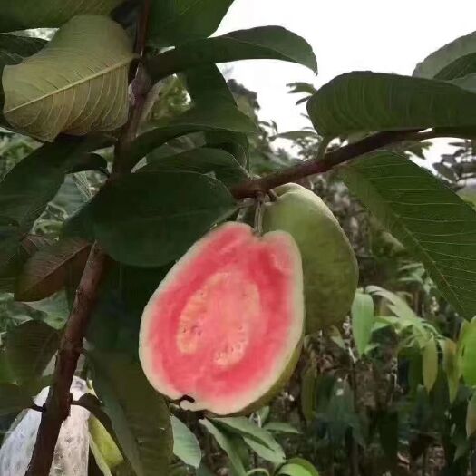 灵山县 红心芭乐，红宝石，西瓜芭乐，珍珠番石榴苗