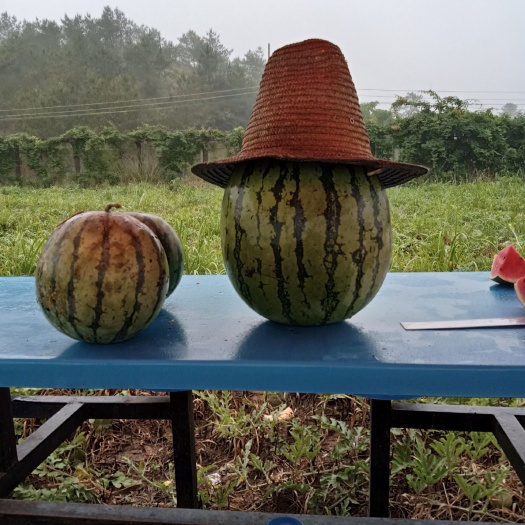 和林县全福西瓜苗