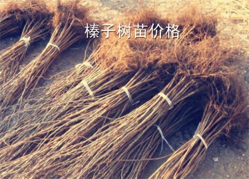 榛子苗  出售，美国大榛子树苗