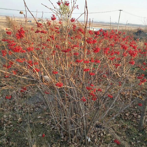 产地批发 天目琼花 佛头花 北方地区冬季观果树种 规格齐全