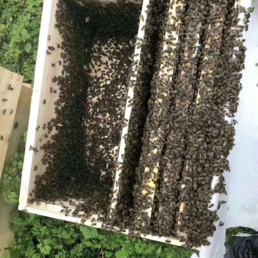 成都中华蜜蜂  成都新津大型中蜂蜜蜂养殖专业合作社销售中蜂蜜蜂