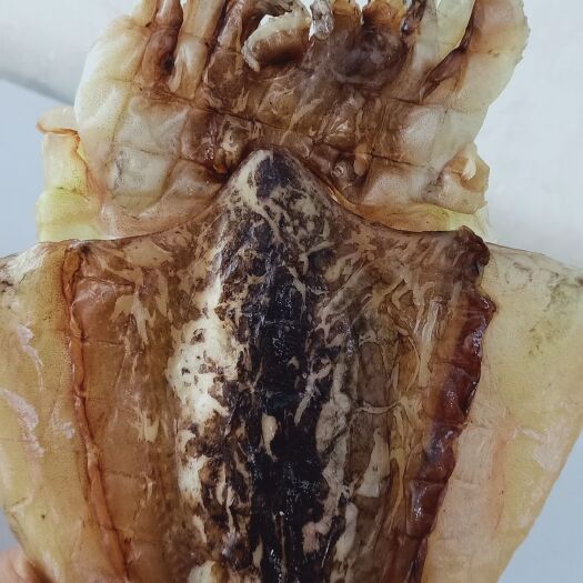 仙游县墨鱼干 全淡目鱼干