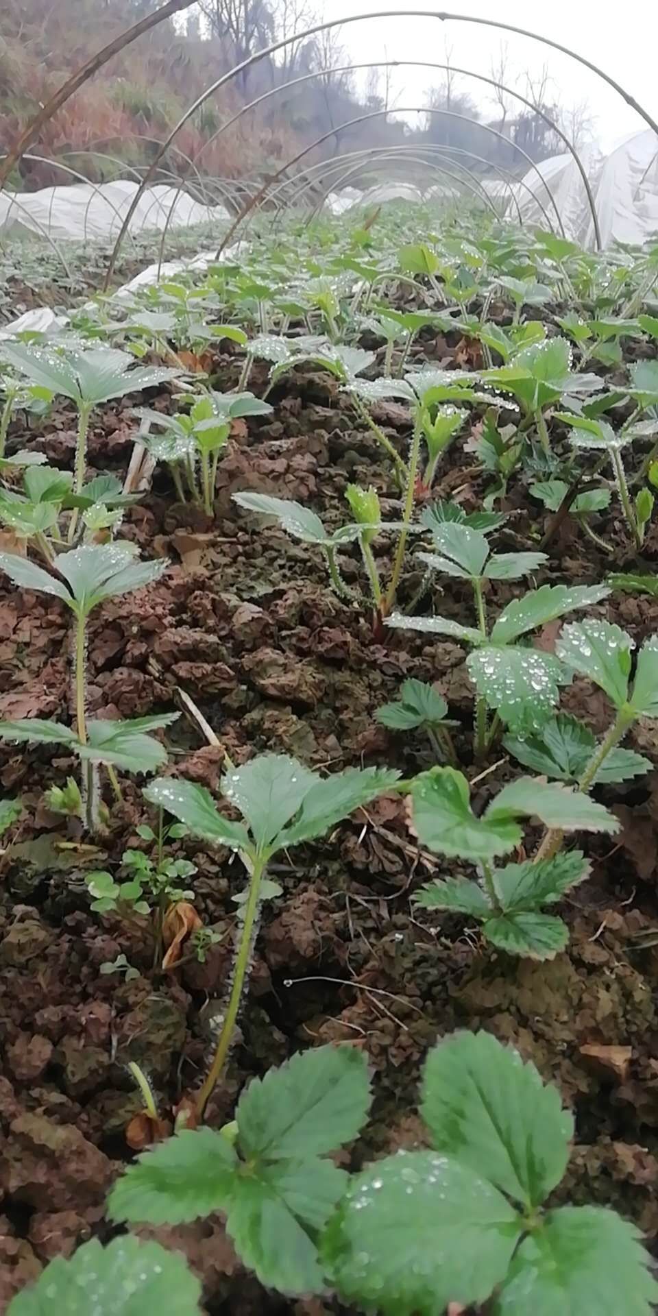 香蕉草莓苗 香蕉草莓，口感香甜，外观鲜亮，更吸引人