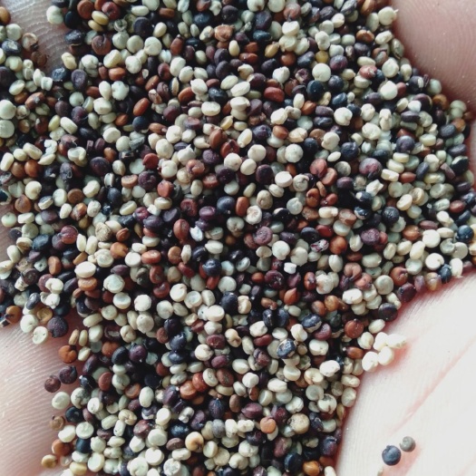 繁峙县三色藜麦，品质好，价格合理