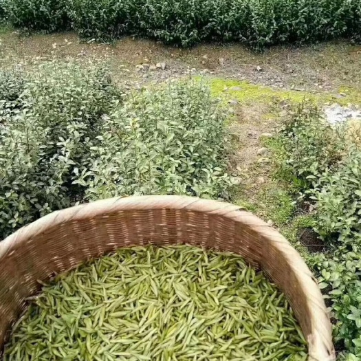杭州 绿茶，龙井茶，炒青，千岛绿叶，银针