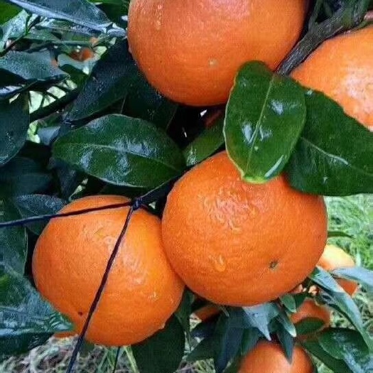 沃柑【坏损包赔包邮】沃柑皮薄多汁，细腻多汁、轻软甜蜜