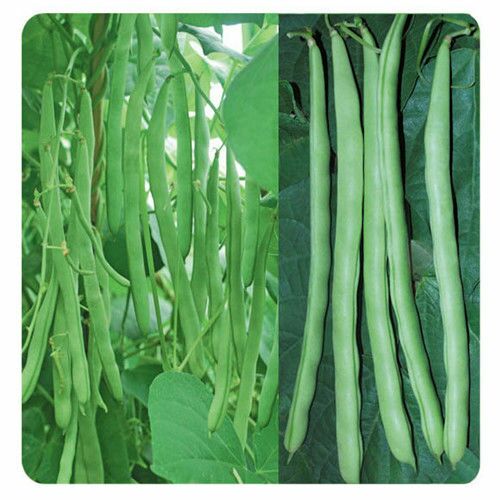 衡东县 高产早熟爬藤四季豆种子四季播芸豆豆角种子春秋四季架豆种子蔬