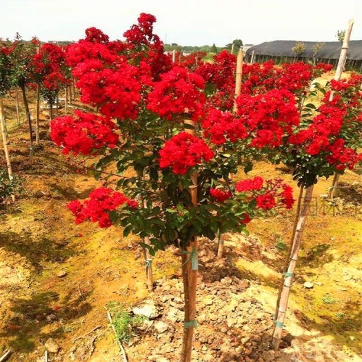 沭阳县 美国红火箭紫薇花树苗 庭院绿化风景树 百日
