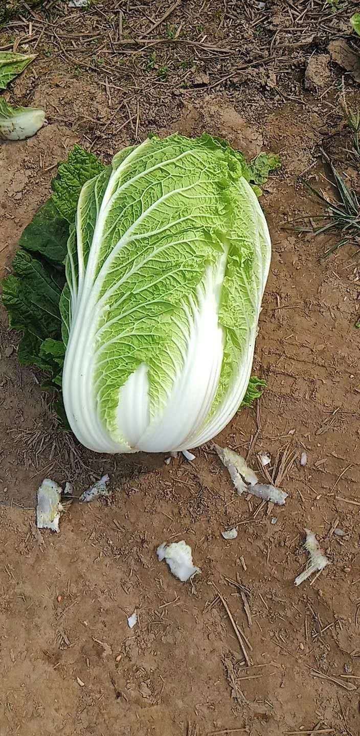 黄心大白菜  大白菜 自家园子 一手货源