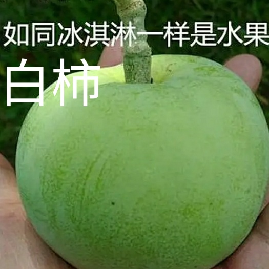 灵山县白柿苗冰淇淋水果嫁接苗营养杯苗