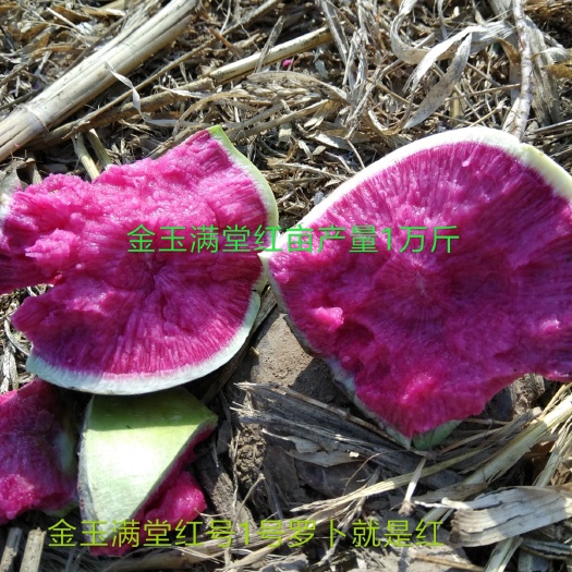 定兴县心里美萝卜  红心脆萝卜 金玉满堂红1号满堂红罗卜种籽