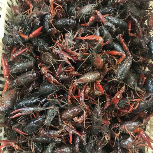 岳阳 湖南岳阳小龙虾234钱，空壳虾小青小红