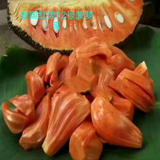 灵山县 泰国12号红肉菠萝蜜苗