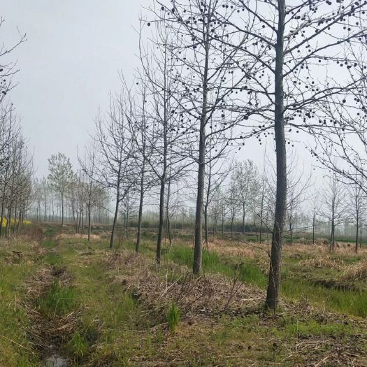南京枫香树，北美枫香来电有优惠