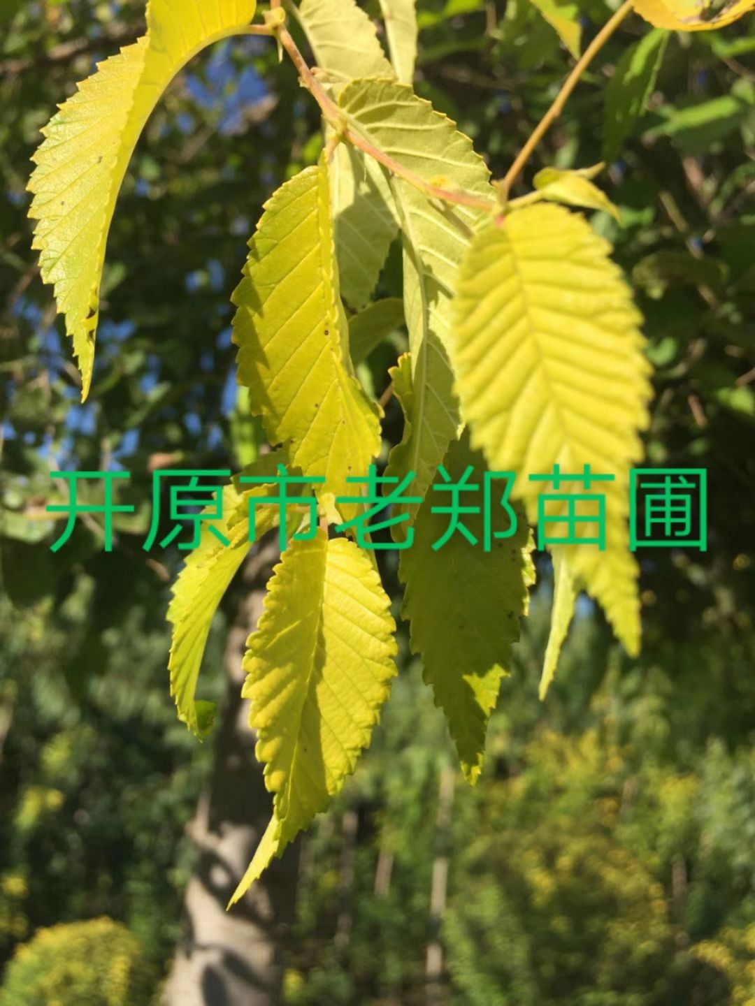 现苗 金叶垂榆.垂榆嫁接行道树.东北彩叶树种 实地看苗订购