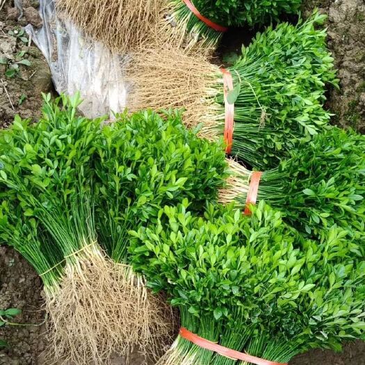 灵山县 【精品】枳壳苗 ，柠檬苗，酸橘苗，柚子苗，红橘苗等大量小苗