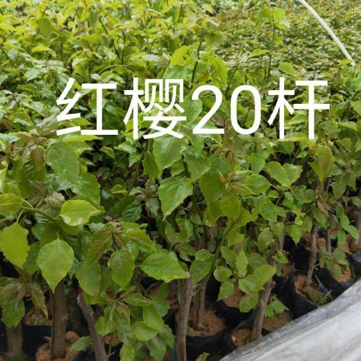 漳州红缨三角梅 0.2~0.5米