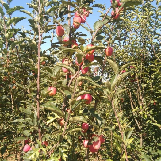 朝阳县鸡心果树  鸡心果是一种极其耐寒耐旱，在内蒙，吉林，黑龙江可