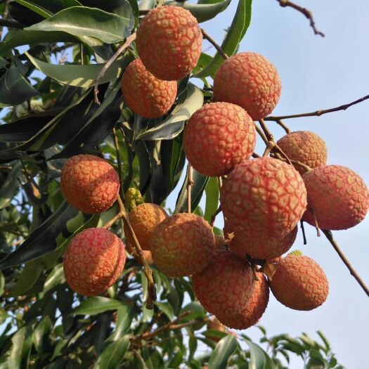 高州市白糖罂荔枝 5月有大量白糖罂供应