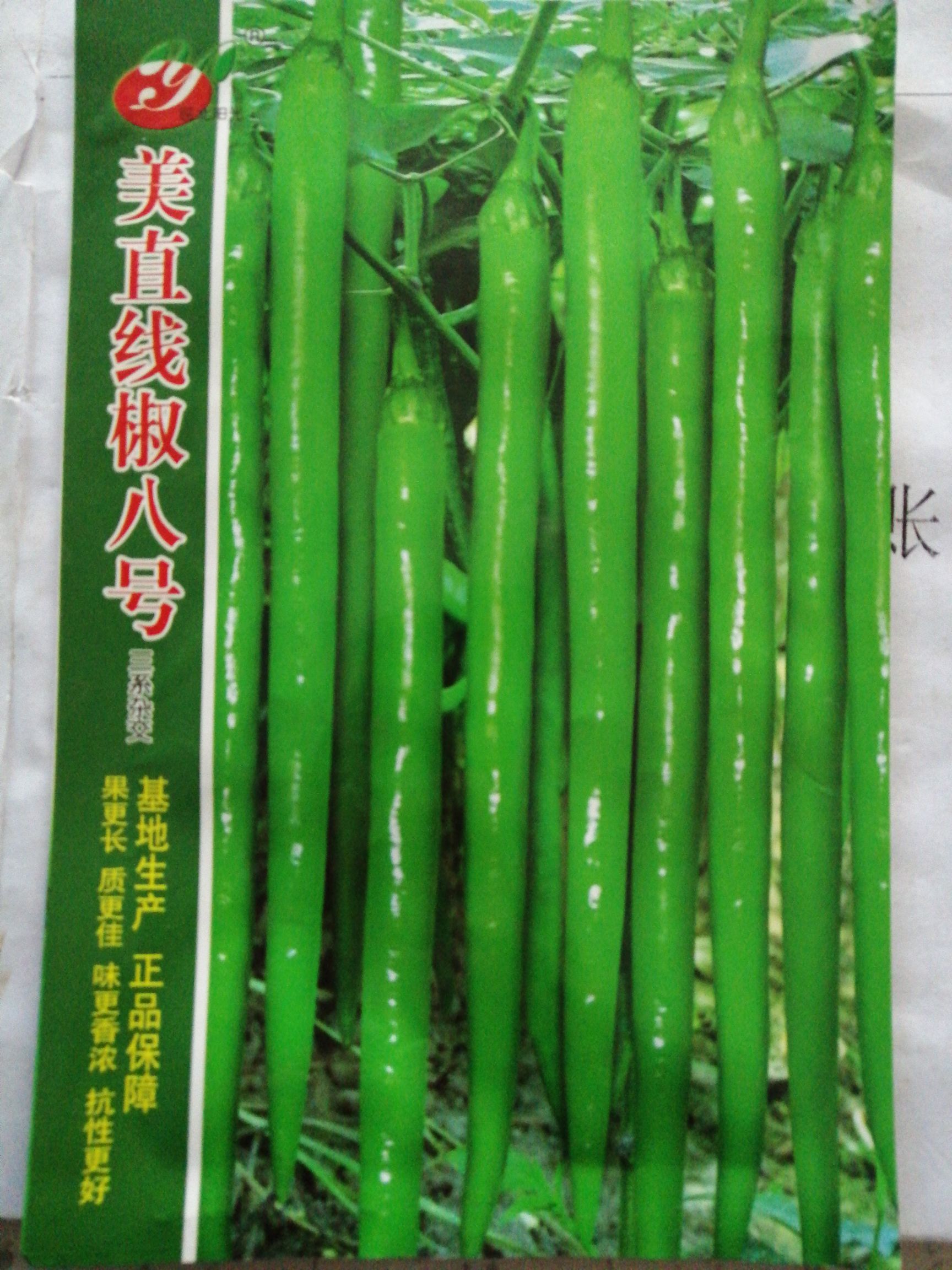 线椒种子  请相信科技的力量，好品种值得推荐