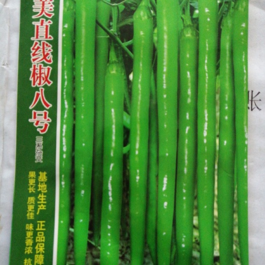 线椒种子  请相信科技的力量，好品种值得推荐