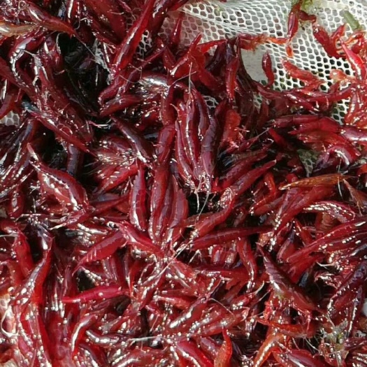 石屏县 观赏米虾