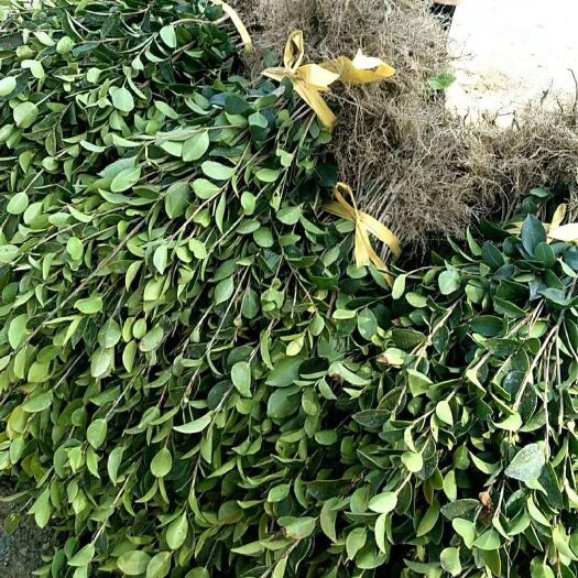 樟树市油茶树   长期出售长林系列油茶苗，量大从优