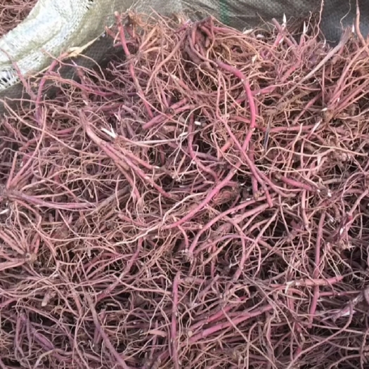 亳州紫菀  优质紫苑苗，一手货源基地直供，发芽率95%