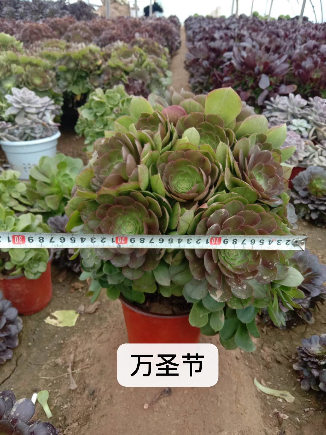 多肉植物。 法師5種-