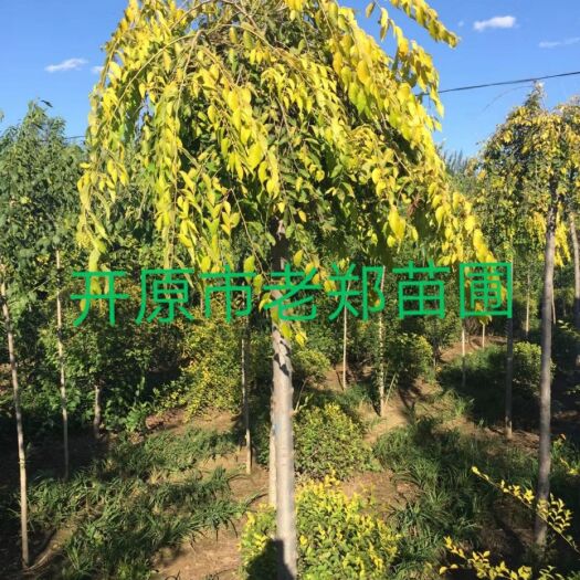 开原市现苗 金叶垂榆.垂榆嫁接行道树.东北彩叶树种 实地看苗订购
